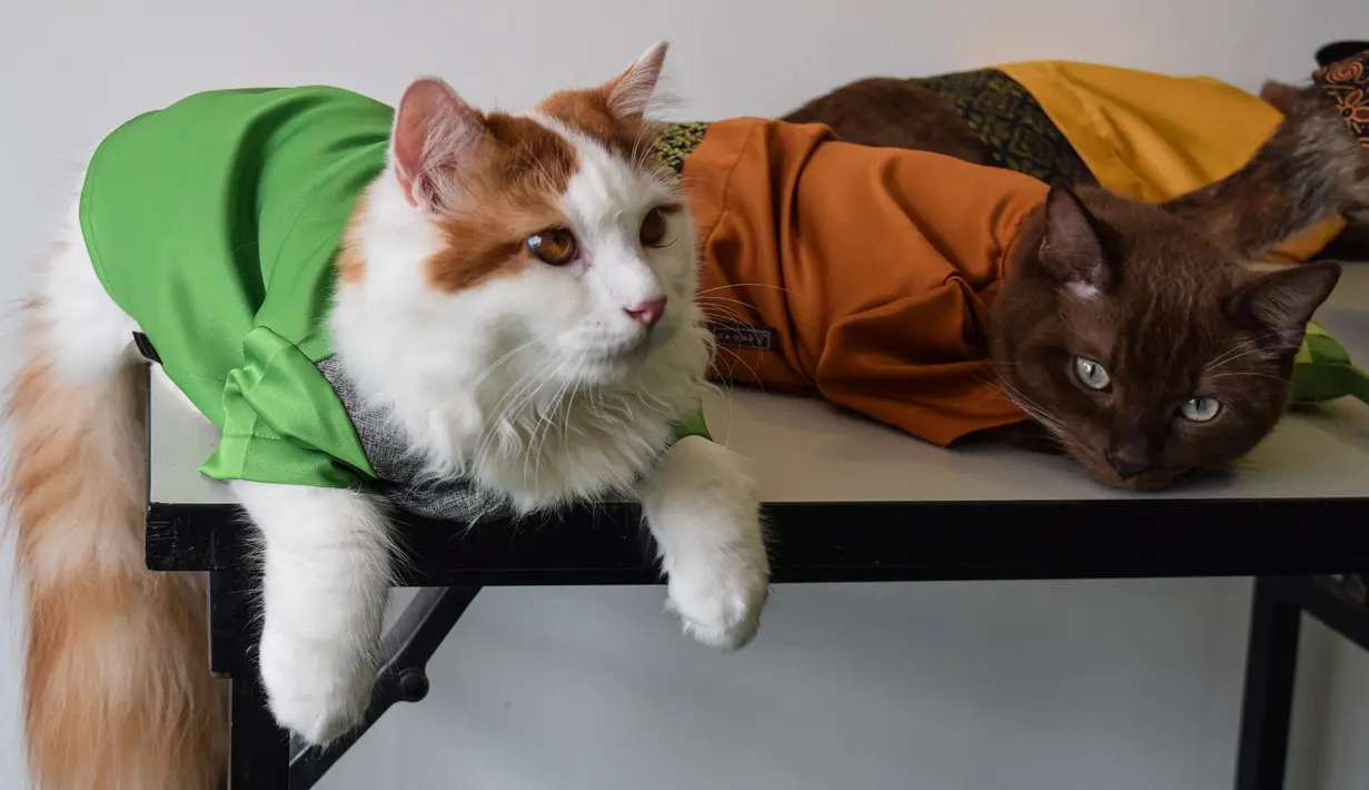 Dua kucing mengenakan pakaian untuk hari raya Idul Fitri terlihat di sebuah apartemen di Shah Alam, di pinggiran Kuala Lumpur (5/5/2021). Toko Meowku penjualannya melonjak karena orang-orang merawat hewan peliharaannya. selama pandemi virus corona. (AFP Photo/Sam Reeves)