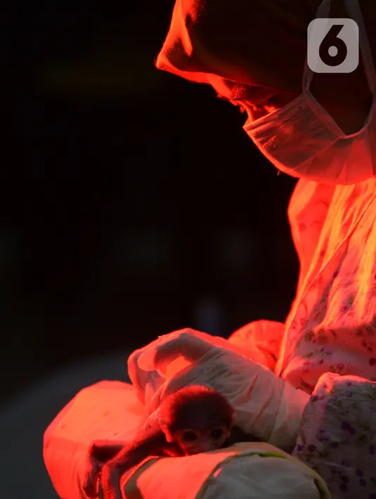 Dokter merawat bayi Owa Jawa di Pusat Rehabilitasi Owa Jawa Taman Nasional Gunung Gede Pangrango, Bodogol, Sukabumi, Jawa Barat, Rabu (10/2/2021). Bayi Owa Jawa ini merupakan bayi dari pasangan Owa Jawa Boby (jantan)dan Jolly (betina). (merdeka.com/Imam Buhori)