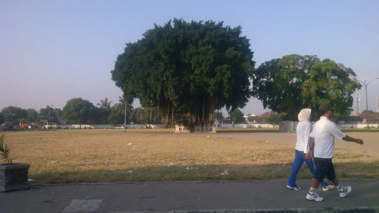 beringin alun-alun selatan yogya