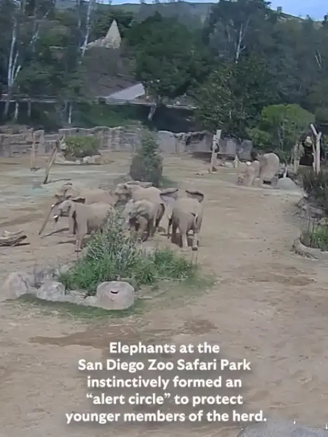 Fenomena Unik Kawanan Gajah