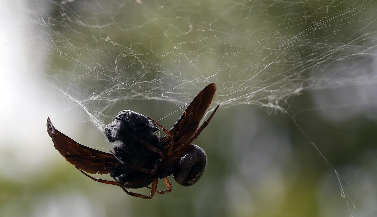 Laba-laba wanita memulai proses membungkus mangsanya yang tertangkap di jaringnya di sutra, di sebuah taman di kota Toulouse, Prancis (8/8). Laba-laba merupakan predator yang menggunakan jaring untuk memerangkap mangsanya. (AFP Photo/Pascal Pavani)