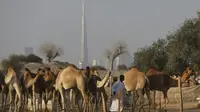 Domba-domba milik warga Qatar diminta tinggalkan wilayah Arab Saudi (AP)