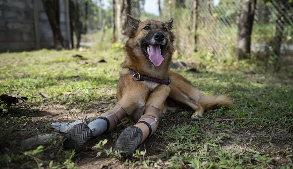 Seekor anjing bernama Cola yang menggunakan kaki palsu di dua kaki depannya bersantai ditempat teduh di Phuket, Thailand (12/12). Meski menggunakan kaki palsu, Cola tetap lincah seperti anjing normal lainnya. (AFP Photo/Lilian Suwanrumpha)