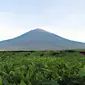 Taman Nasional Kerinci Seblat (Foto: Fransisca Noni, peneliti Fauna &amp; Flora International)