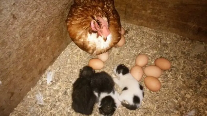 Ajaib, Anak Kucing Ini Dibesarkan Oleh Ayam