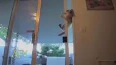 Spider Cat Lets Himself Inside