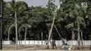 Petugas menumbangkan pohon yang rusak akibat ulah oknum suporter pada Final Piala Presiden 2018 di Stadion Utama GBK, Jakarta, Minggu (18/2). Laga yang dimenangi Persija itu menyisakan sejumlah kerusakan di beberapa area GBK. (Liputan6.com/Faizal Fanani)