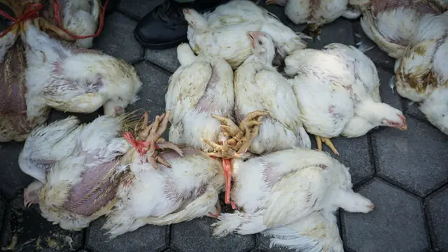 Bagi-bagi Ayam Gratis di Solo