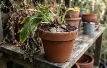 Cara Mengetahui Akar Tanaman dalam Pot Sudah Terlalu Penuh, Hati-Hati Bisa Bikin Layu