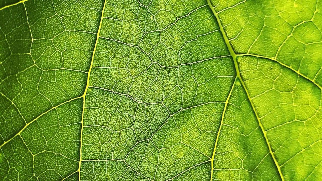 <b>Struktur Daun Lengkap<br></b><br>
