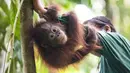 Foto pada 22 Mei 2018, seorang staf bermain dengan salah satu orangutan yatim piatu di Sekolah Hutan Orangutan yang baru dibuka di Kalimantan Timur. Sekolah tersebut didirikan Organisasi kesejahteraan satwa internasional Four Paws. (HO/FOUR PAWS/AFP)