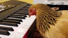 Selain piano, ayam ini bisa memainkan alat musik lain.