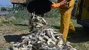 Seorang pria membuang ikan mati dari ember di Laguna Etang de Berre, dekat Marseille, Prancis (1/7/2019). Matinya beberapa ton ikan disebabkan penurunan kadar oksigen di Laguna Etang de Berre yang dipicu gelombang panas dalam sepekan hari terakhir. (AFP Photo/Boris Horvat)