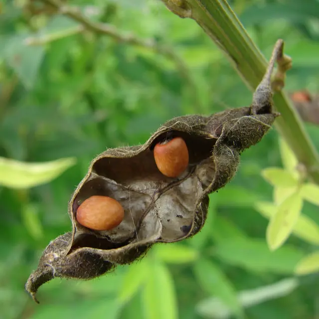 Kacang Gude
