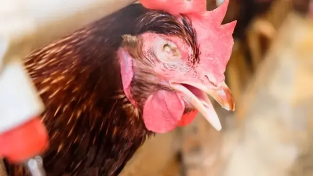 Ilustrasi - Ayam terserang flu burung atau H5N1. (Foto: Istimewa)