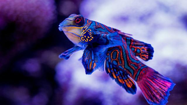 Mandarin Fish