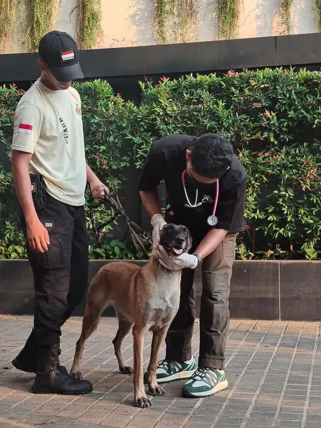 Lakukan Pemeriksaan Kondisi Anjing Secara Menyeluruh