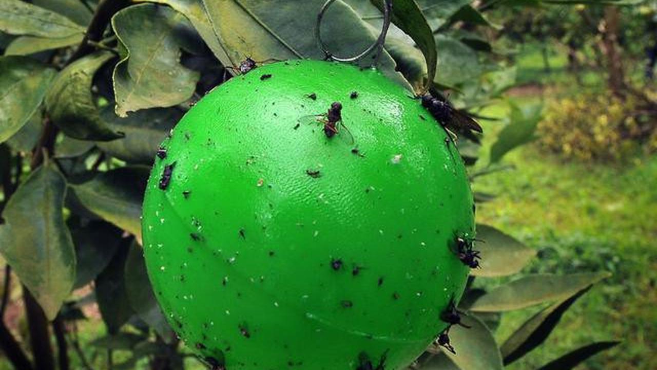 7 Tanda Tanaman Buah Kelebihan Air, Banyak yang Salah Menyiram