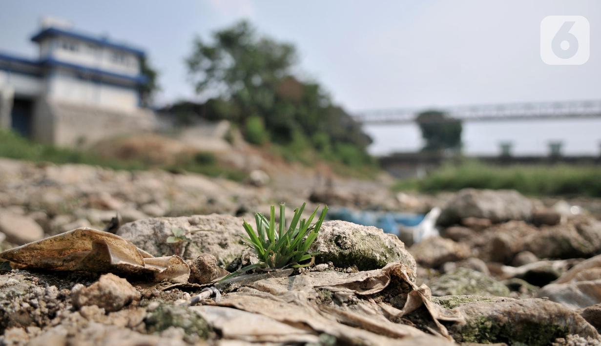 Rerumputan tumbuh dari dasar aliran Kali Bekasi yang menyurut di kawasan Margahayu, Bekasi, Jawa Barat, Selasa (8/10/2019). Musim kemarau berkepanjangan menyebabkan debit air Kali Bekasi menurun dan hampir mengering di beberapa titik. (merdeka.com/Iqbal Nugroho)