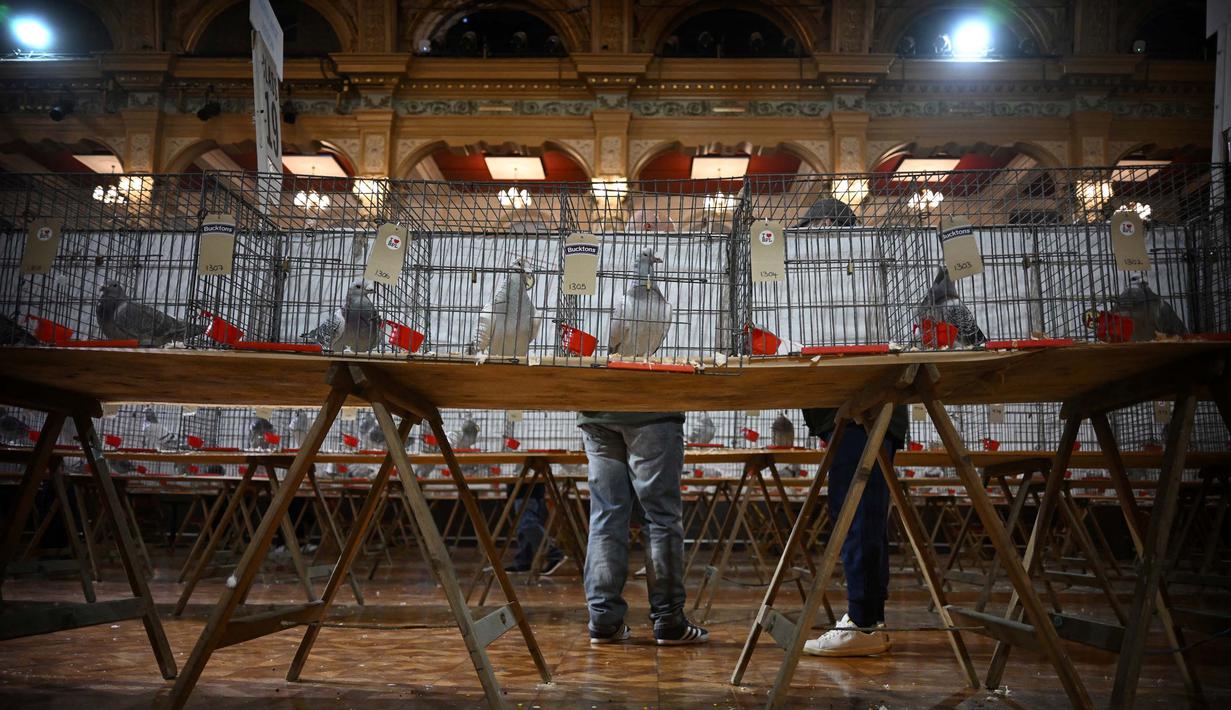 Pengunjung melihat merpati di dalam sangkarnya selama "British Homing World Show of the Year" di Winter Gardens, Blackpool, barat laut Inggris, pada tanggal 20 Januari 2024. (Paul ELLIS/AFP)