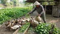 8 Jenis Tanaman Pakan Tambahan untuk Bebek, Rahasia Hemat dan Ternak Sehat