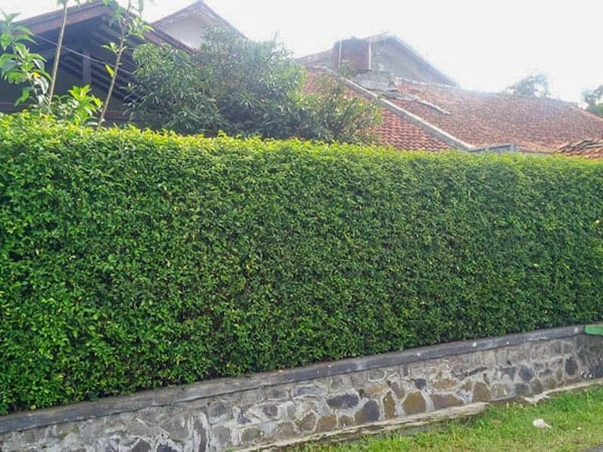 Pohon Hias Tinggi Ramping Cocok untuk Pagar Hidup di Halaman Rumah