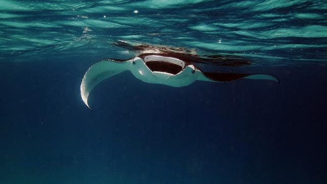 Spot Diving Terbaik untuk Melihat Pari Manta di Indonesia