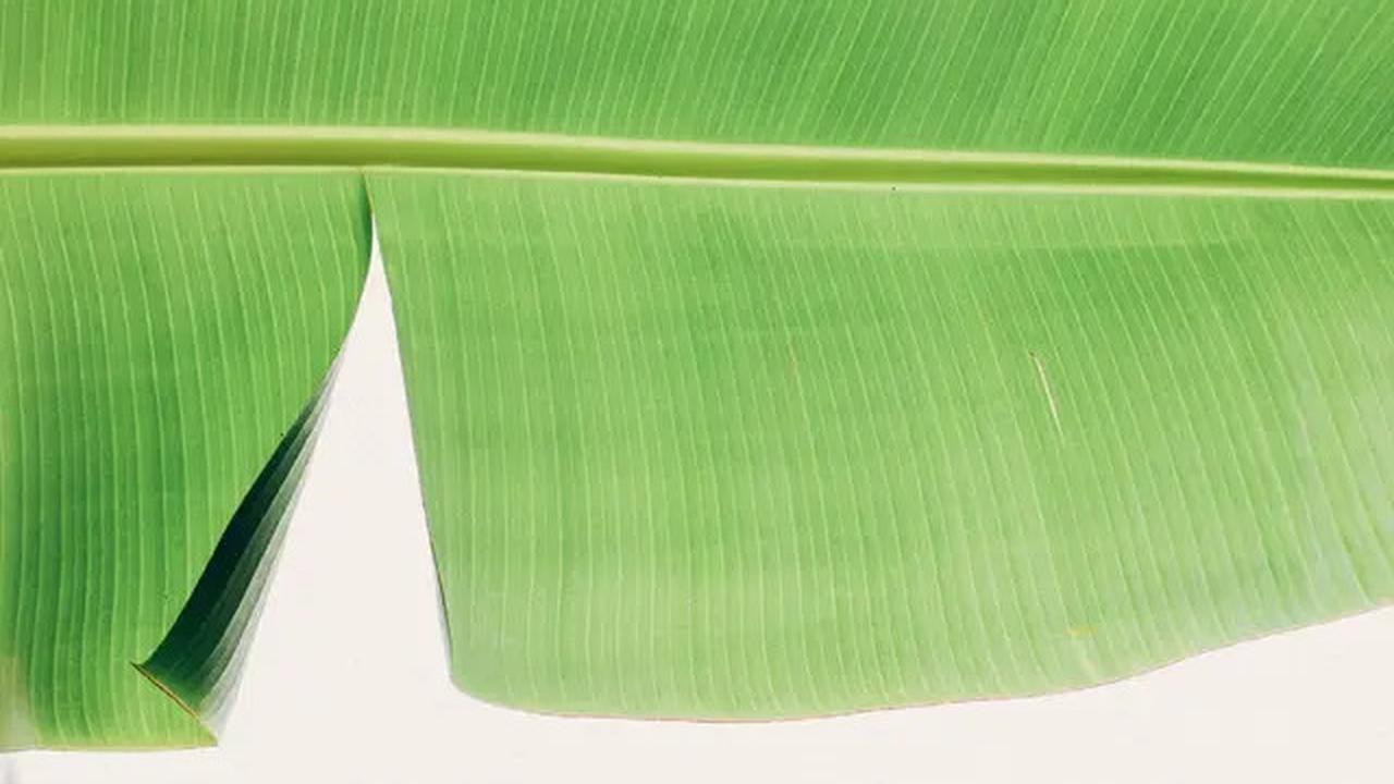 Trik Baru Melenturkan Daun Pisang dengan Air Panas tanpa Merusak Warnanya