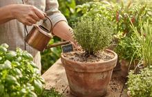 Cara Menanam Thyme untuk Kebun Dapur di Iklim Tropis, Siap Panen Sepanjang Tahun