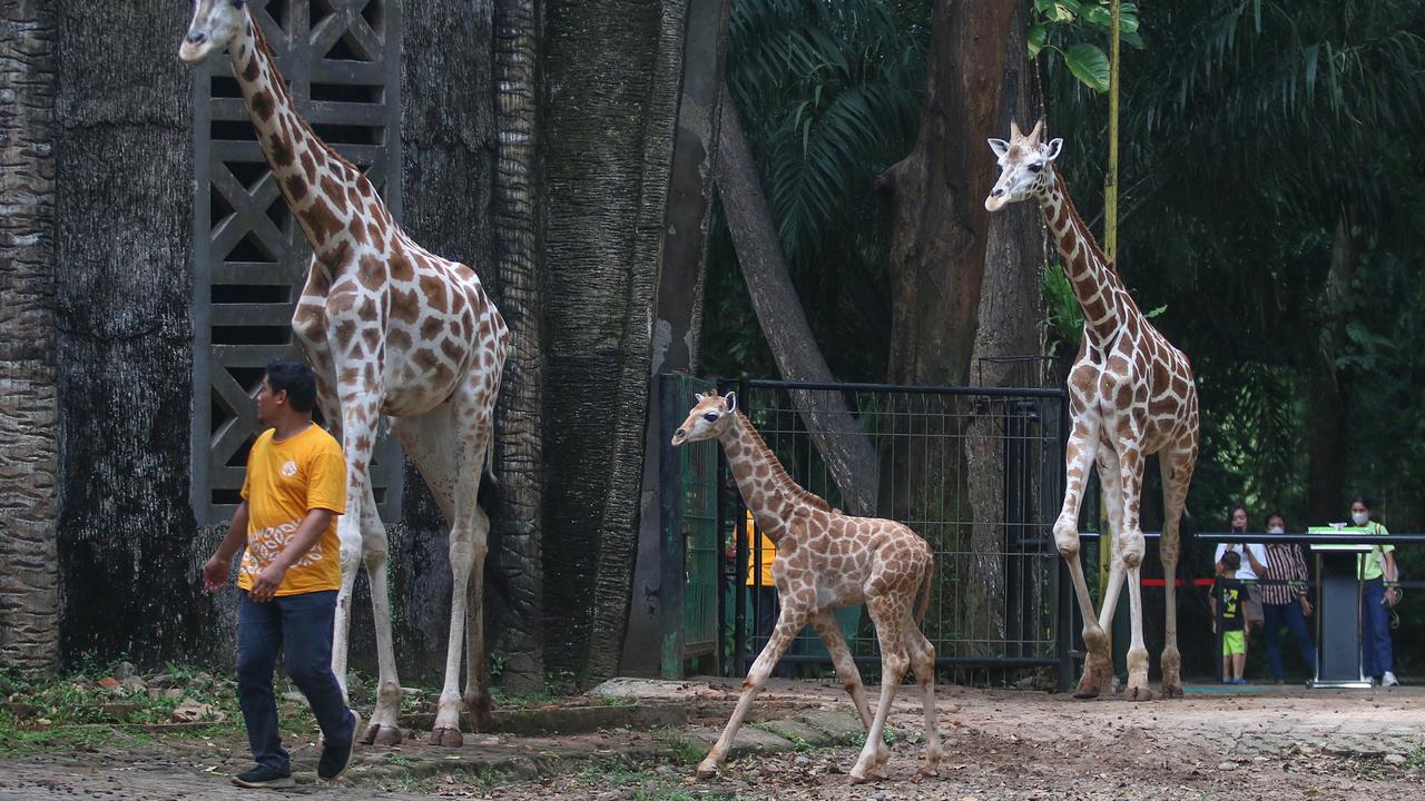 Rajaka, anak jerapah di Taman Margasatwa Ragunan