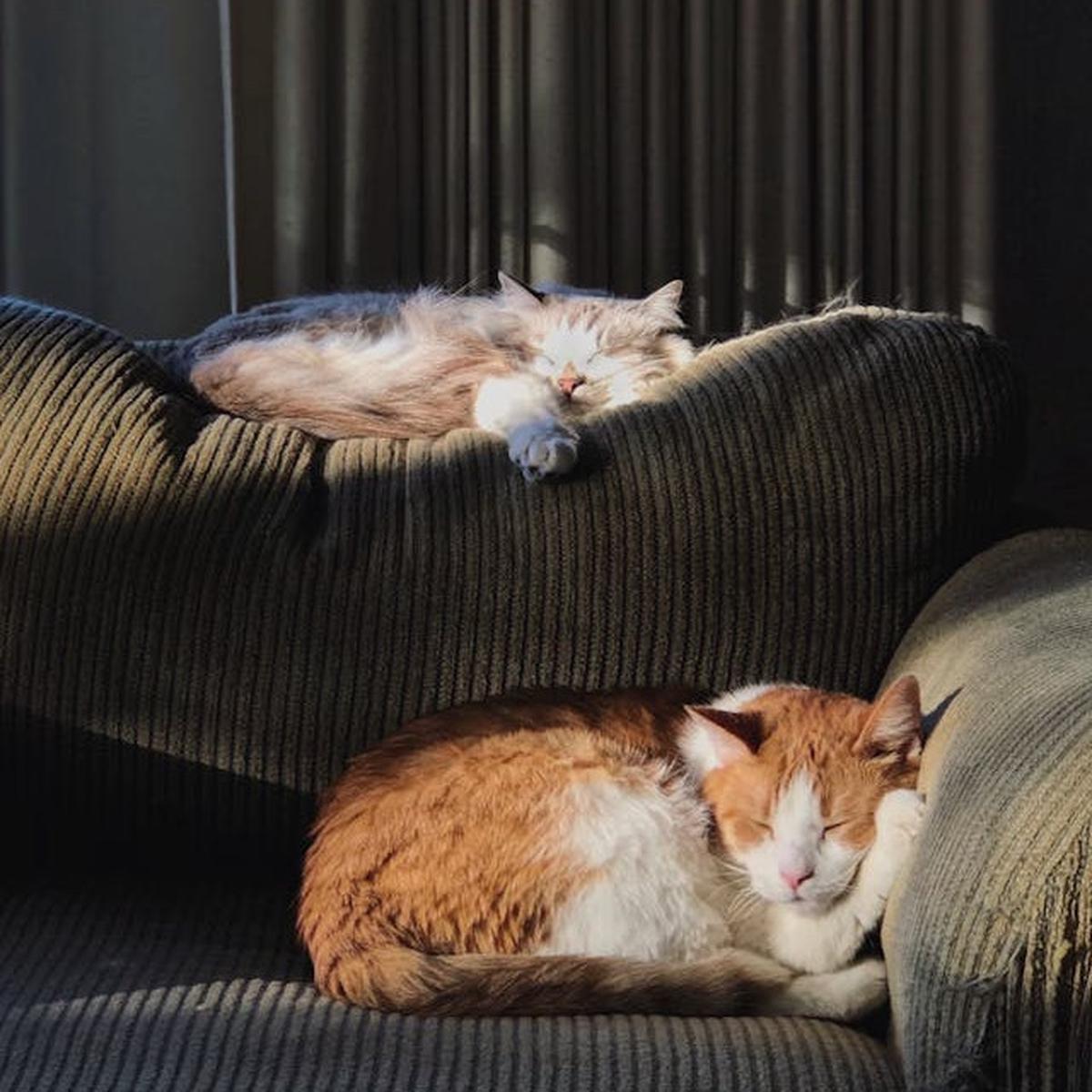 Pastikan Kucing Memiliki Lingkungan yang Nyaman
