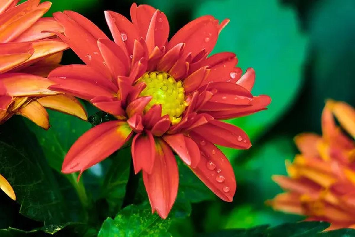 15 Tanaman Estetik yang Wangi dan Warnanya Cantik untuk Teras Rumah