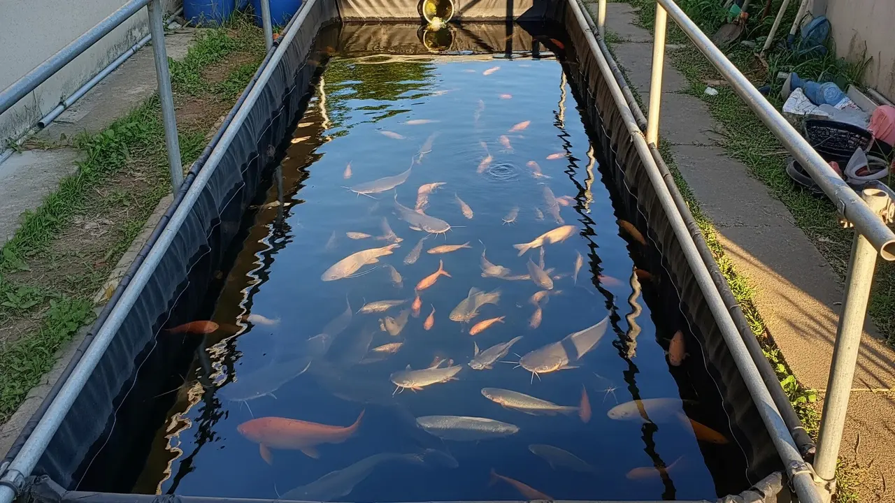 Ternak Ikan di Pekarangan Rumah Desa Tanpa Kolam Permanen