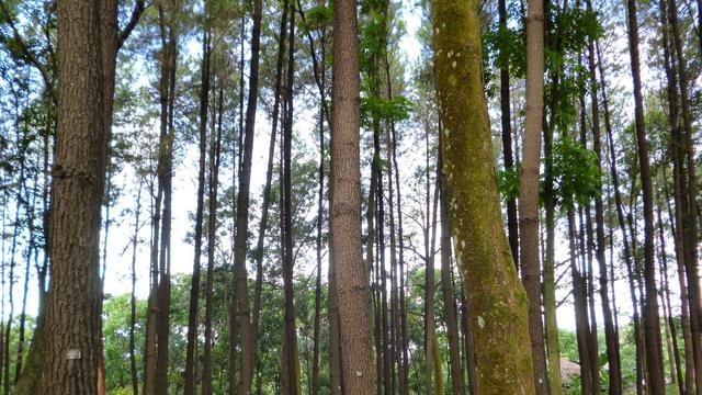 Hutan Sreni (tic.jepara.go.id)