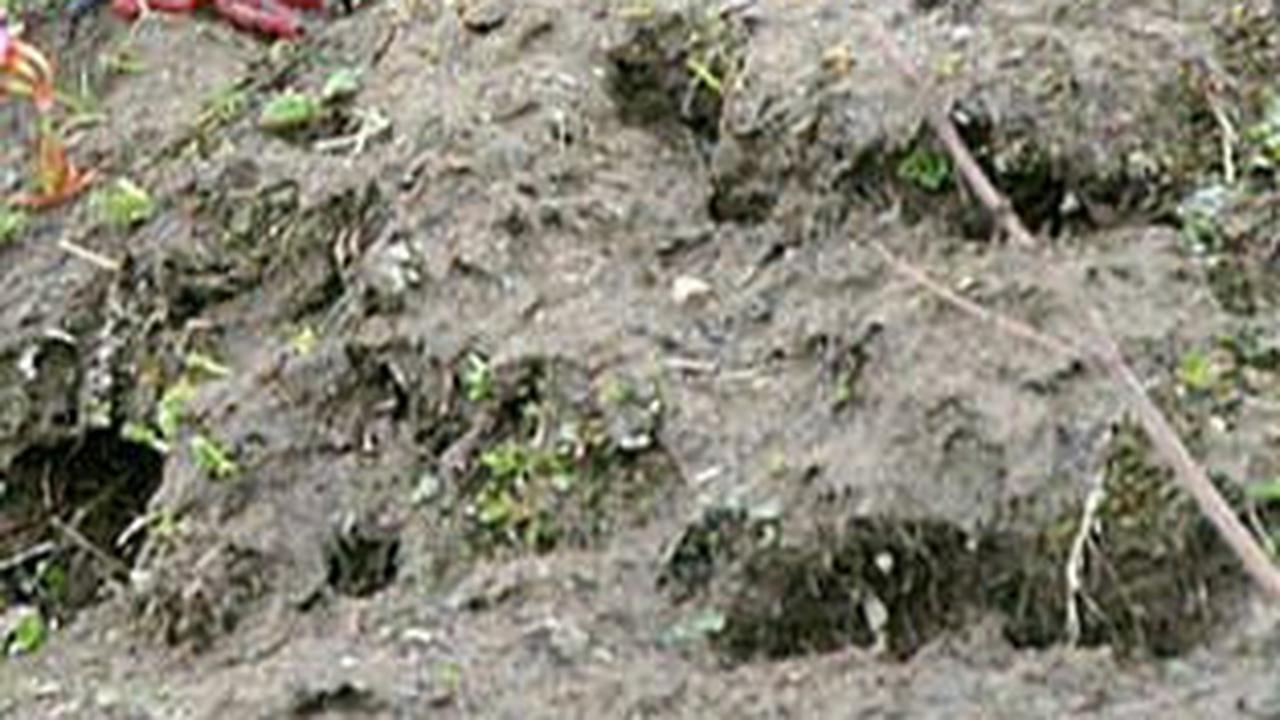 4. Burung Chough Punya Alat Makannya Sendiri<br>