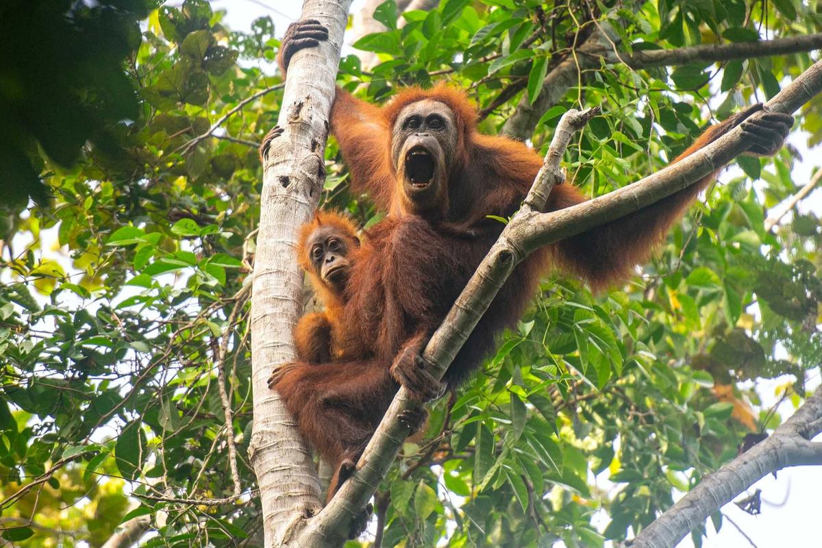 FOTO: Puluhan Orangutan Tapanuli Tewas Diterjang Longsor