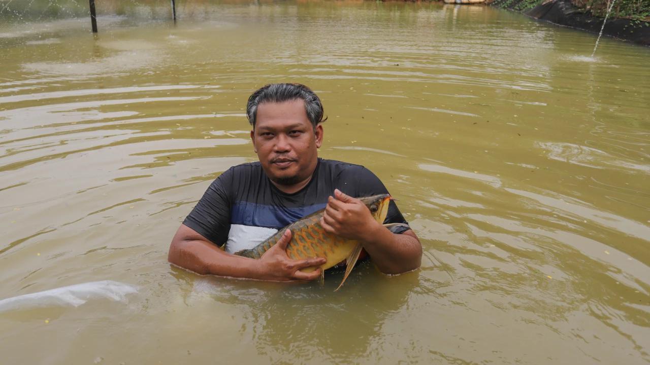 FOTO: Mengintip Proses Budidaya Arwana, Si Ikan Hias Berharga Fantastis