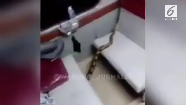 VIDEO: Geger, Penampakan Ular Sanca di Kereta Kertajaya