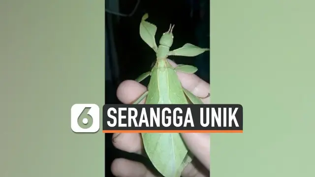 Seorang warga menemukan serangga yang berbentuk seperti daun. Serangga itu ditemukan di sungai Gua Lalo, Zambales, Filipina.