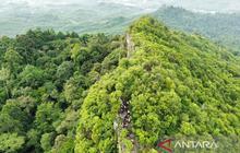 Otorita IKN Pastikan Konservasi Satwa Liar dan Hutan Endemik Jadi Prioritas Utama