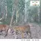 1,5 Tahun Berlalu, Induk Harimau Sumatera Kembali Terekam Bareng 3 Anaknya