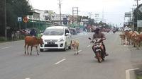 Para pengendara sepeda motor tampak menghindari sapi ternak yang berkeliaran di Jalinsum di Ogan Ilir Sumsel (Liputan6.com / Nefri Inge)