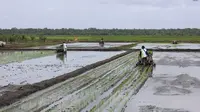 Petani Papua Harap Food Estate Tingkatkan Ekonomi Rakyat