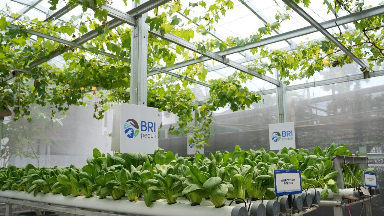 BRI Berdayakan Perempuan Lewat Urban Farming Program BRInita