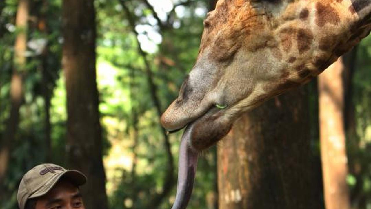 KTP DKI, Gratis masuk Ragunan 