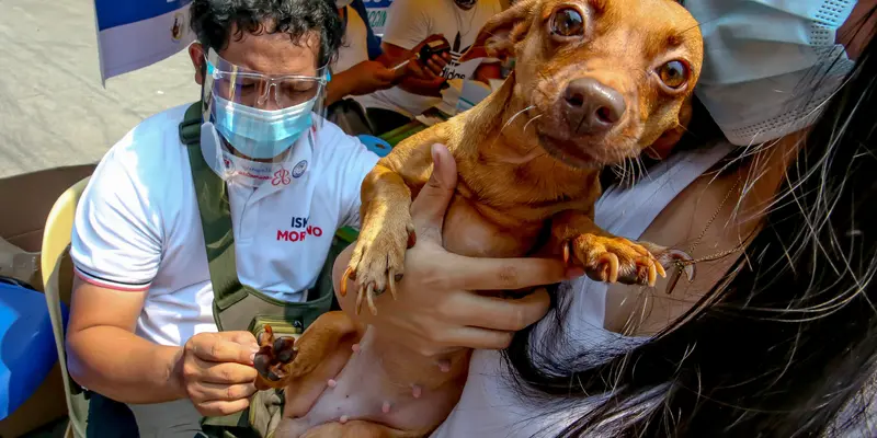 FOTO: Hari Rabies Sedunia, Hewan Peliharaan di Filipina Jalani Vaksinasi