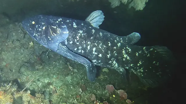 Mengenal Coelacanth, Ikan Purba Langka yang Masih Hidup di Perairan Indonesia