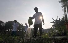 FOTO: Memanfaatkan Lahan Kosong Kanal Banjir Timur Menjadi Produktif dengan Menanam Bibit Sayuran dan Buah-Buahan