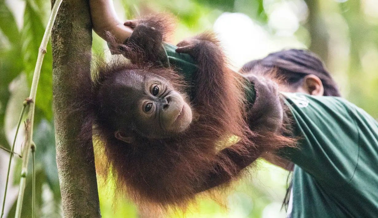 Foto pada 22 Mei 2018, seorang staf bermain dengan salah satu orangutan yatim piatu di Sekolah Hutan Orangutan yang baru dibuka di Kalimantan Timur. Sekolah tersebut didirikan Organisasi kesejahteraan satwa internasional Four Paws. (HO/FOUR PAWS/AFP)