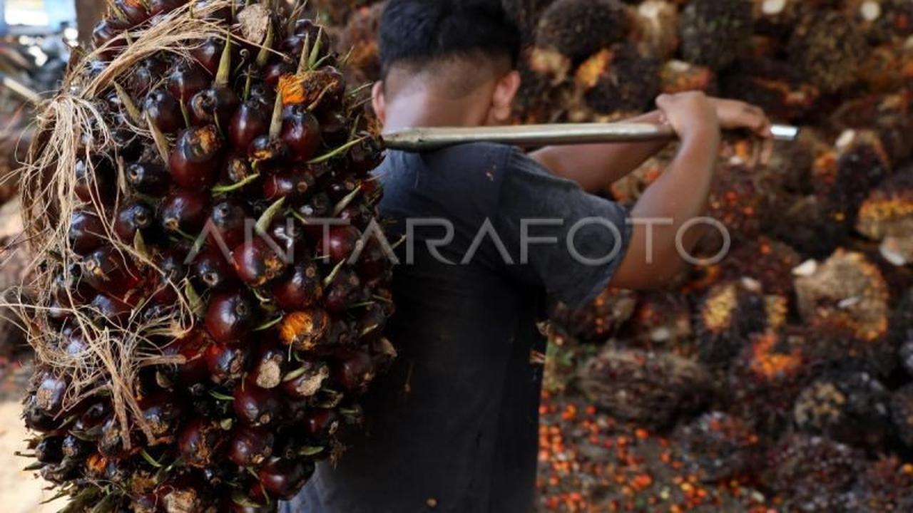 Trivia EUDR Sawit: Pengusaha Siap, Tantangan Besar Menanti Petani Indonesia
